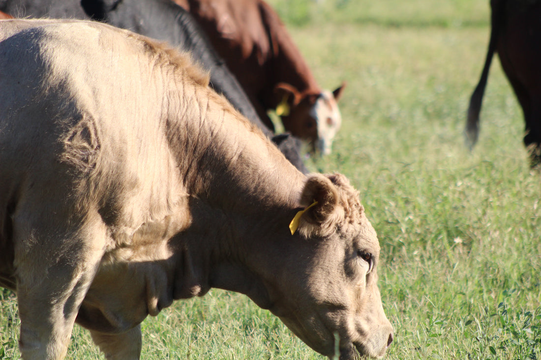 grassfed beef and local pastured meats – Date Creek Ranch Store