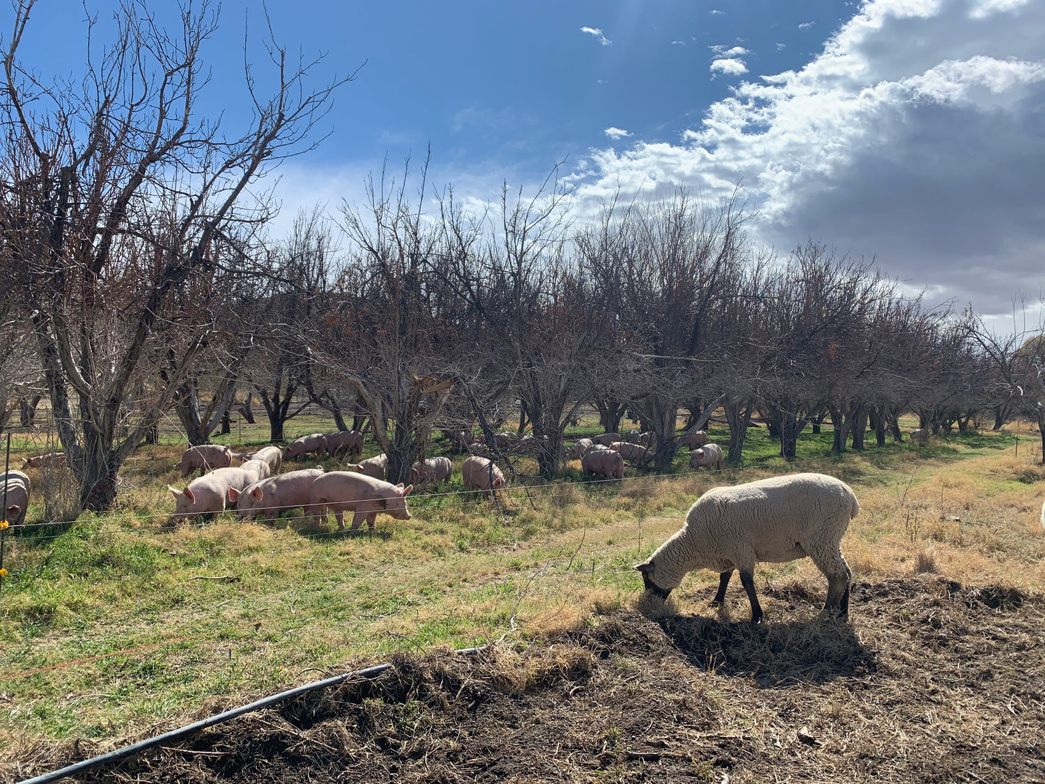 grassfed beef and local pastured meats – Date Creek Ranch Store